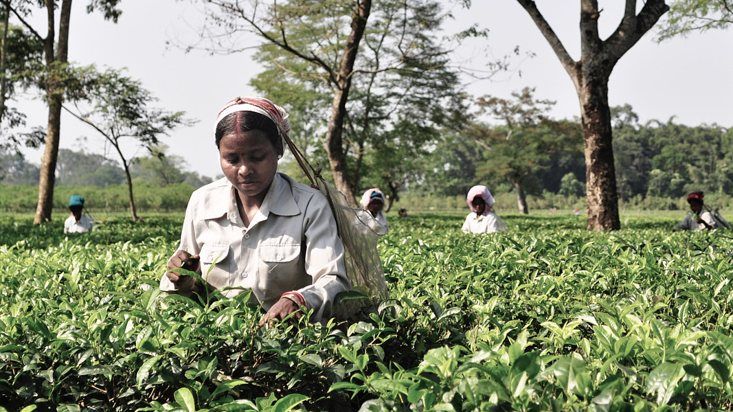 200 år av te i Assam 