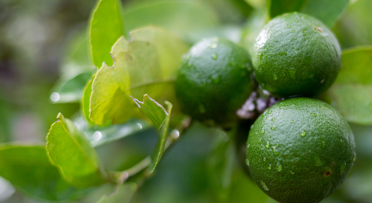 Everything you wondered about bergamot