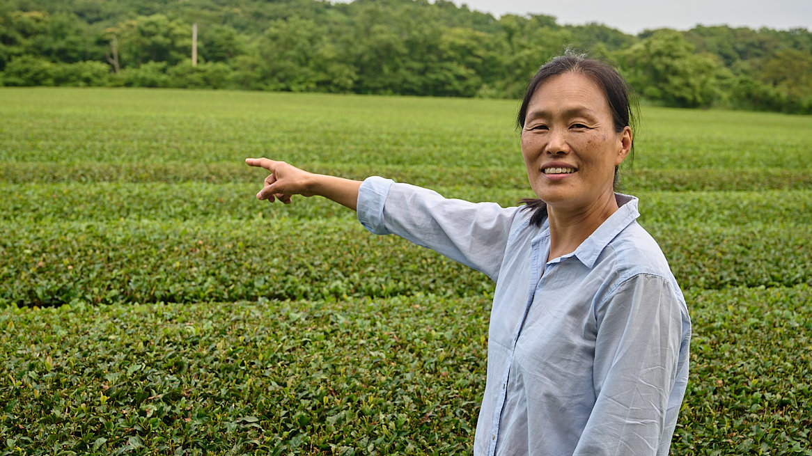 Skillnaden mellan svart, grönt, oolong, ...